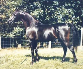 Serabaar (Ibn Fa-Serr x Serabah) 1970 Dahman Shahwan. 