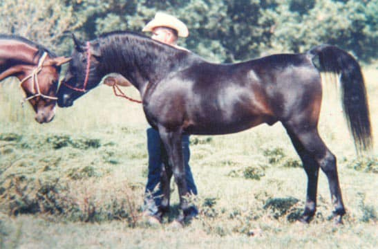 Serabaar (Ibn Fa-Serr x Serabah) 1970 Dahman Shahwan. 