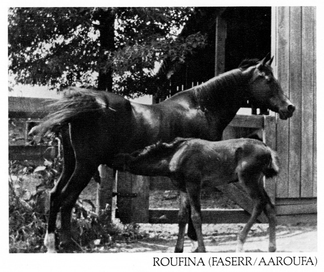 Roufina (Fa-Serr x Aaroufa) 1965 Saqlawiah Gidraniyah Ibn Sudan