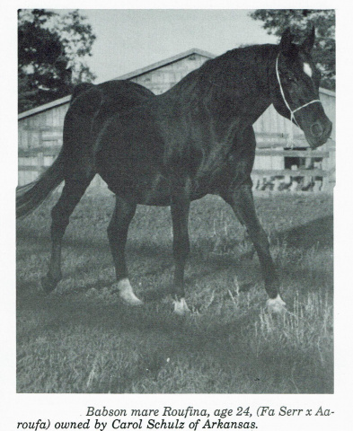 Roufina (Fa-Serr x Aaroufa) 1965 Saqlawiah Gidraniyah Ibn Sudan