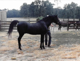 <b>Description: </b>Fabo (Fabah x Misimma) 1962 Saqlawi Gidran Ibn Sudan. Here in old age at Masada Arabian Stud, Walter Schimanski<br/>