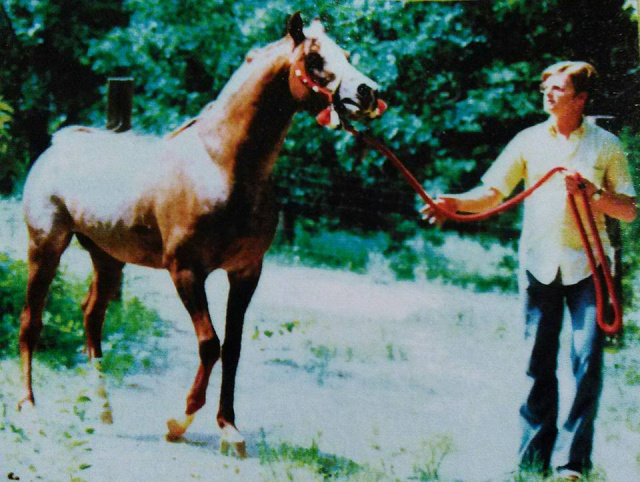 Lothar (fadl x Habba) 1955. Here photographed with his owner Walter Schimanski