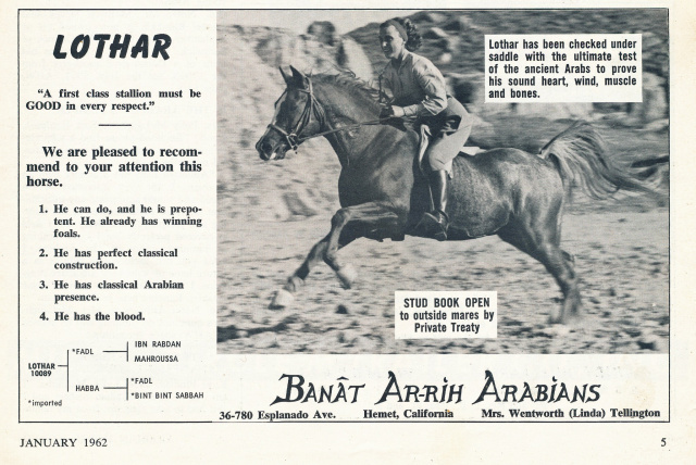 Lothar (Fadl x Habba) 1955. Here with Linda Tellington-Jones who trained Lothar for 100 miles endurance races.