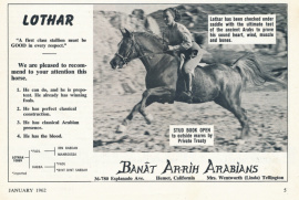 <b>Description: </b>Lothar (Fadl x Habba) 1955. Here with Linda Tellington-Jones who trained Lothar for 100 miles endurance races.<br/>