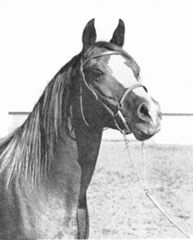 Lothar (Fadl x Habba) 1955. Dahman Shahwan