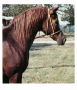 <b>Description: </b>Lothar (Fadl x Habba) 1955. Dahman Shahwan <br/><b>Copyright: </b>Arabian Horse World, 1993