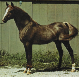 <b>Description: </b>Lothar (Fadl x Habba) 1955. Dahman Shahwan Here at 21 years young<br/><b>Copyright: </b>Arabian Horse World, March 1978