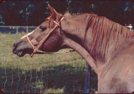 Lothar (Fadl x Habba) 1955. Dahman Shahwan 