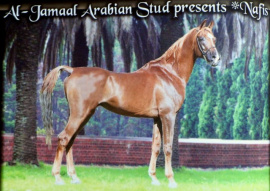 <b>Description: </b>Nafis (Imperial Imdal x Imperial Naffata) <br/>