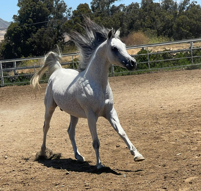 Aziz Ibn Hadban MH (Hadban Al Shaqab x Binte Aziza MH)