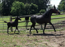 <b>Description: </b>amateur snapshot of Hu Nyiisha & colt<br/>