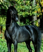 <b>Description: </b>Ruala Kaleef at Hughes Arabians, USA.<br/><b>Copyright: </b>photo by Dyana