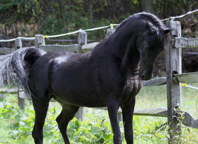 Ruala Kaleef at Hughes Arabians, USA.