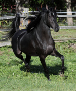<b>Description: </b>Hu Jahmeel at Hughes Arabians, USA<br/><b>Copyright: </b>Photo by Audrey