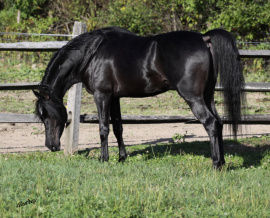 <b>Description: </b>Hu Jahmeel at Hughes Arabians, USA<br/><b>Copyright: </b>Photo by Audrey