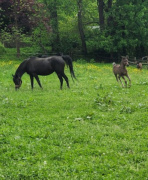 <b>Description: </b>amateur snapshot of Hu Shatika May 2025 at Hughes Arabians, USA.<br/>