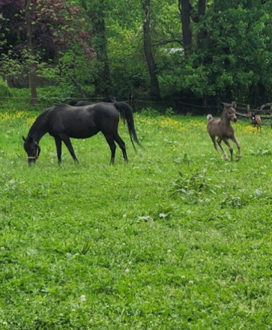 amateur snapshot of Hu Shatika May 2025 at Hughes Arabians, USA.