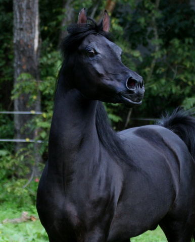 Hu Sharem El Saud at Hughes Arabians, USA