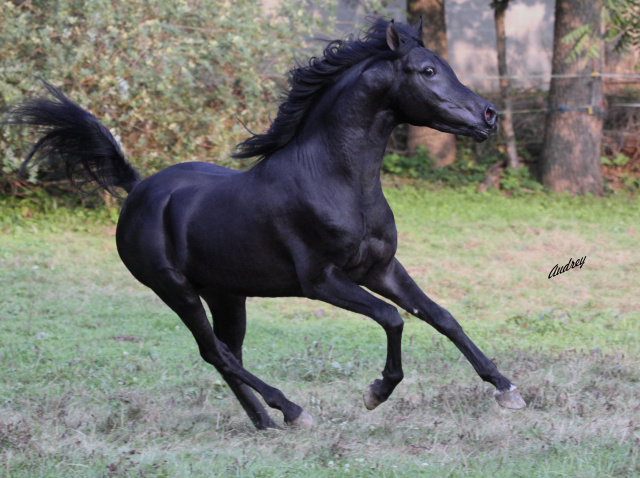 Hu Saud Ameen at Hughes Arabians, USA