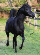 <b>Description: </b>Hu Saud Azeem at Hughes Arabians, USA<br/><b>Copyright: </b>Photo by Audrey