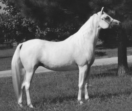 <b>Description: </b>Ansata Nefara (Ansata Halim Shah x Ansata Sudarra) 1988<br/><b>Copyright: </b>Forbis Photo