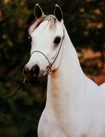 Judith Forbis remembers of her: "Ansata Nefara was one of  Ansata's most beautiful, charismatic and elegant Ansata Halim Shah daughters with a very refined head and neck"