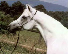 <b>Description: </b>Judith Forbis remembers of her: "Ansata Nefara was one of  Ansata's most beautiful, charismatic and elegant Ansata Halim Shah daughters with a very refined head and neck"<br/>