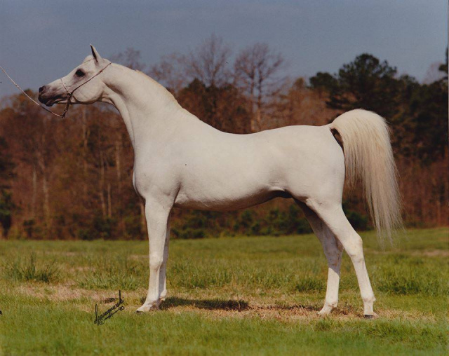 the stallion who changed the whole Arabian horse breeding world. Leading sire in USA, Europe, Middle East