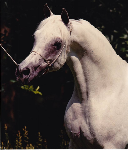 Ansata Halim Shah (Ansata Ibn Halima x Ansata Rosetta) 1980