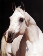 <b>Description: </b>TheEgyptianPrince (Morafic x Bint Mona) 1967 Saqlawi Gidran<br/>