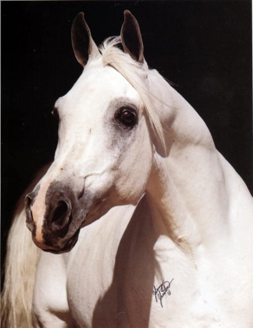 TheEgyptianPrince (Morafic x Bint Mona) 1967 Saqlawi Gidran