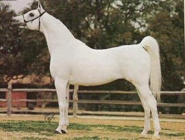 <b>Description: </b>TheEgyptianPrince (Morafic x Bint Mona) 1967 Saqlawi Gidran<br/>