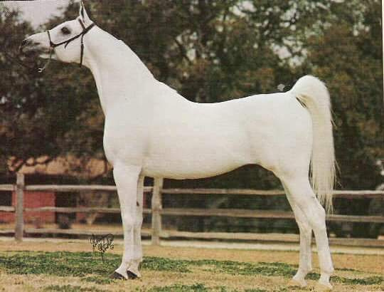 TheEgyptianPrince (Morafic x Bint Mona) 1967 Saqlawi Gidran