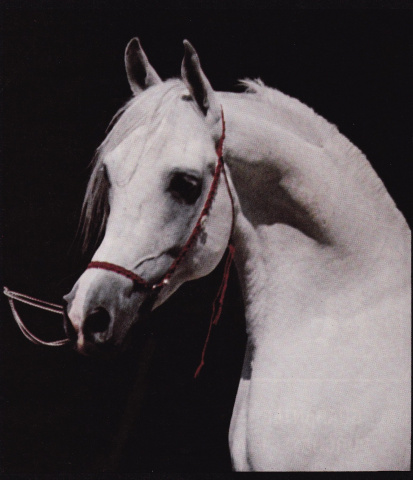 TheEgyptianPrince (Morafic x Bint Mona) 1967 Saqlawi Gidran