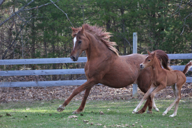 Royal Badrama with 2019 colt KIsmets Badr