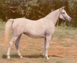 <b>Description: </b>Ansata Rosetta (Ansata Shah Zaman x Ansata Bint Bukra) 1971 Dahmah Shahwaniyah. Dam of Significance.<br/>