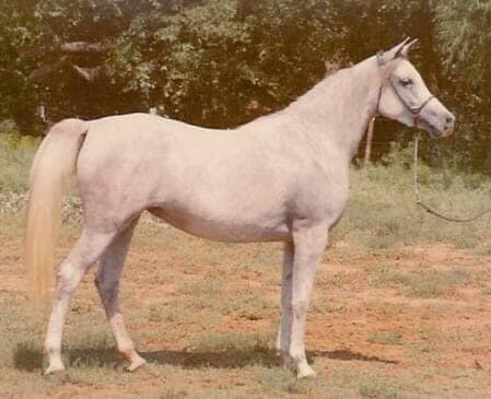 Ansata Rosetta (Ansata Shah Zaman x Ansata Bint Bukra) 1971 Dahmah Shahwaniyah. Dam of Significance.