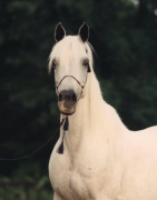 <b>Description: </b>Ansata Rosetta (Ansata Shah Zaman x Ansata Bint Bukra) 1971 Dahmah Shahwaniyah. Dam of Significance.<br/>