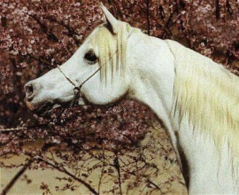 <b>Description: </b>Ansata Rosetta (Ansata Shah Zaman x Ansata Bint Bukra) 1971 Dahmah Shahwaniyah. Dam of Significance.<br/>