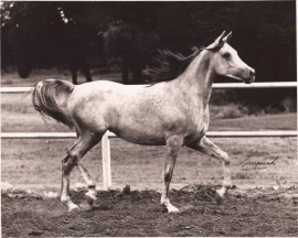 <b>Description: </b>Ansata Rosetta (Ansata Shah Zaman x Ansata Bint Bukra) 1971 Dahmah Shahwaniyah as  young filly.<br/>