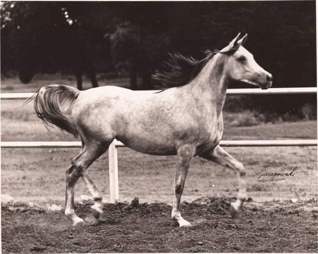 Ansata Rosetta (Ansata Shah Zaman x Ansata Bint Bukra) 1971 Dahmah Shahwaniyah as  young filly.