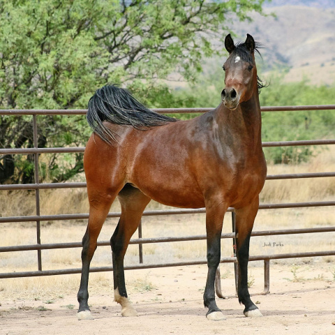 Johara Al Abbasiyah (Lebinon Al Shaqab x Jei-laya Al Abbasiyah)