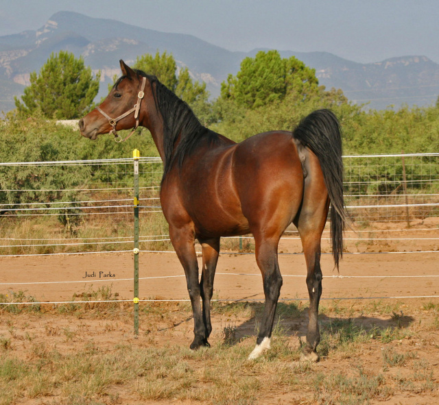 Johara Al Abbasiyah (Lebinon Al Shaqab x Jei-laya Al Abbasiyah)