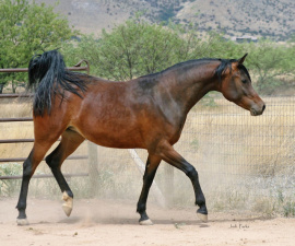 <b>Description: </b>Johara Al Abbasiyah (Lebinon Al Shaqab x Jei-laya Al Abbasiyah)<br/><b>Copyright: </b>Judi Parks photo alabbasiyah11@gmail.com