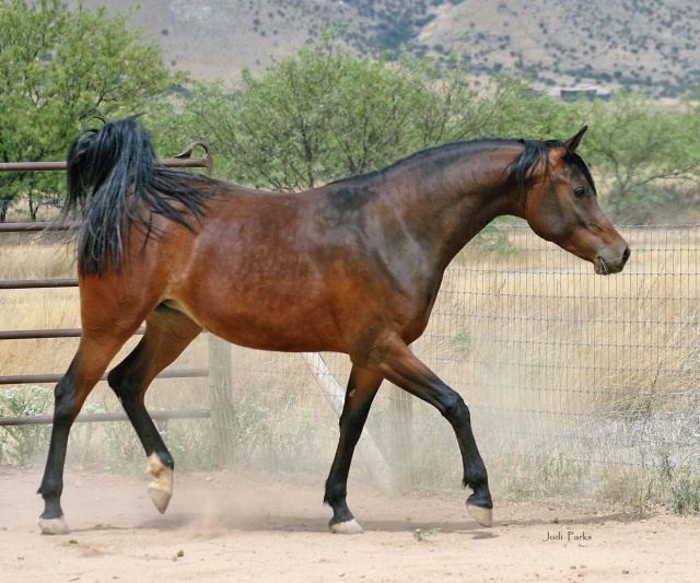 Johara Al Abbasiyah (Lebinon Al Shaqab x Jei-laya Al Abbasiyah)