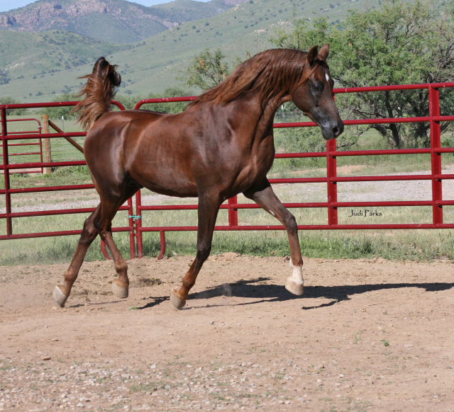 Najeeb El Ahsen (Ahsen El Serag x AK Nazria)