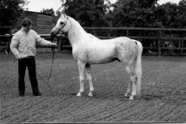 <b>Description: </b>Ibrahim (Mahomed x Maheeba -Mahiba-) 1973 Saqlawi Gidran. ELITE STALLION<br/>