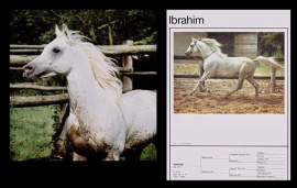 <b>Description: </b>Ibrahim (Mahomed x Maheeba -Mahiba-) 1973 Saqlawi Gidran. ELITE STALLION<br/>