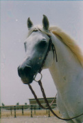 <b>Description: </b>Ibrahim (Mahomed x Maheeba -Mahiba-) 1973 Saqlawi Gidran. ELITE STALLION<br/>