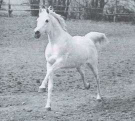 <b>Description: </b>Ibrahim (Mahomed x Maheeba -Mahiba-) 1973 Saqlawi Gidran. ELITE STALLION<br/>